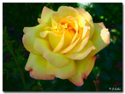 g3/57/738357/3/125409841.3lpdLRz0.jpg