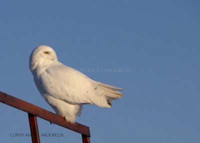 Harfang des Neiges042.jpg