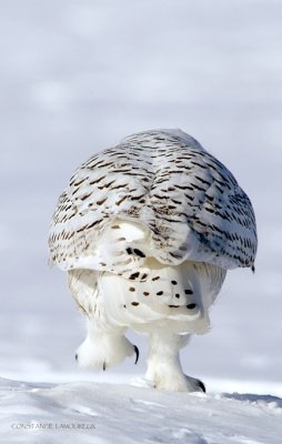 Harfang des Neiges167.jpg