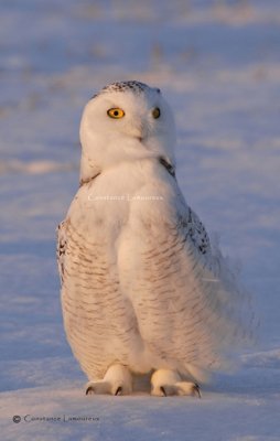 Harfang des Neiges099 copie.jpg