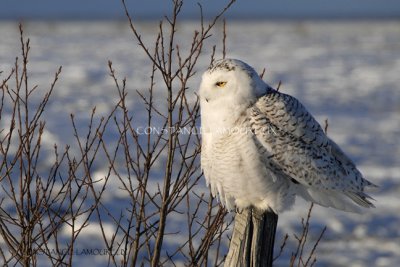 Harfang des Neiges160 copie.jpg