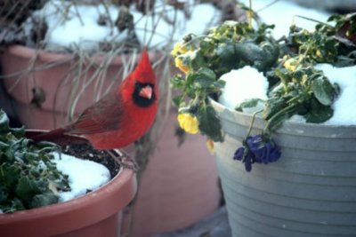 Blizzard12-28.09 016.jpg