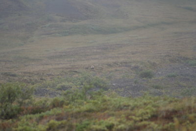 Grizzy sow with cub-Alaska 2006.jpg