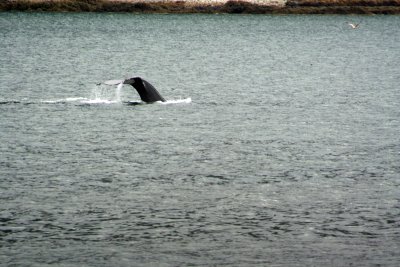 Whale Feeding-Alaska 2006.jpg