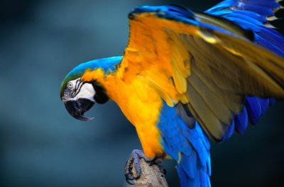 Carib Blue and Gold McCaw Parrot.JPG