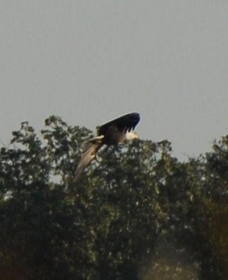 Eagle at Lake Longmire 007-Mike Brewer.jpg