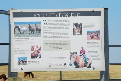 Whitebead Cemetery  Wild horse and burro adoption center 012.JPG