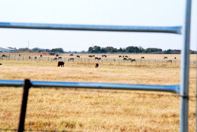 Whitebead Cemetery  Wild horse and burro adoption center 021.JPG