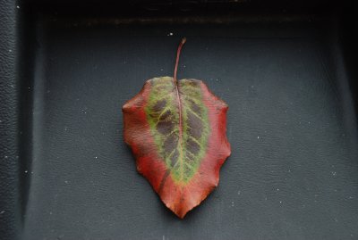 Strange Leaf