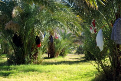 Date Palm grove