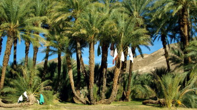 Palm grove