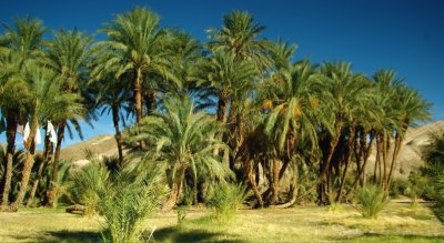 Palm grove