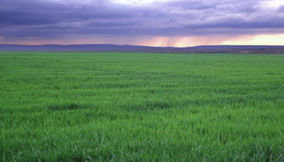 Wheat Field, May 08