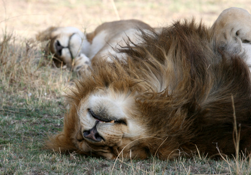 sleeping  2896.jpg