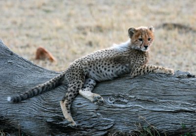 cheetah cub 2837.jpg