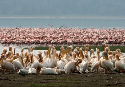 pelicans, lake nakuru