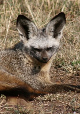 bat eared fox