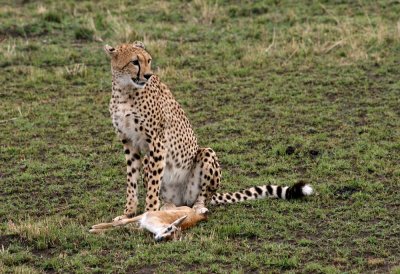 cheetah kill mara