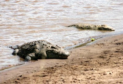 croc mara river