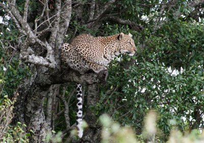 female leopard mara