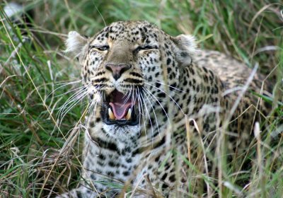 leopard mara