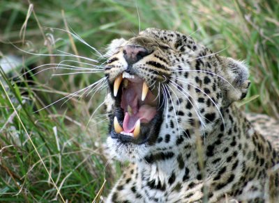 leopard  mara