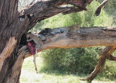 leopard  cub samburu