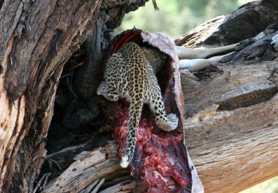 leopard cub in carcass