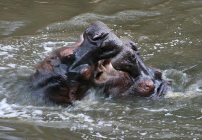 hippo camp pool