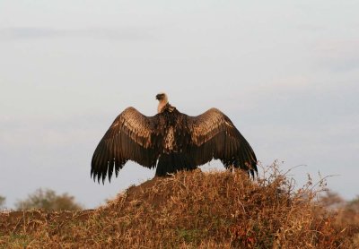 sunrise vulture mara