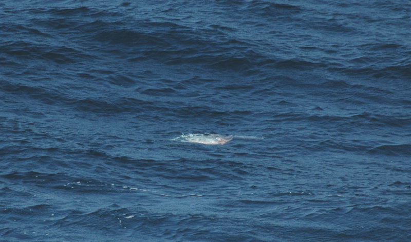 Sunfish/Maanvis 19 augustus 2008