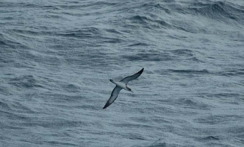 Corys Shearwater/Kuhls Pijlstormvogel 19 augustus 2008