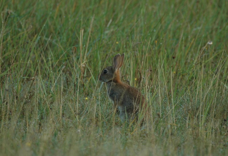 Konijn/Rabbit Heist 30 augustus 2008