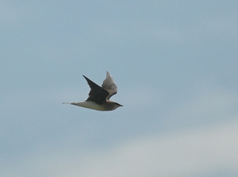 Vorkstaartplevier  - Collard Pratincole