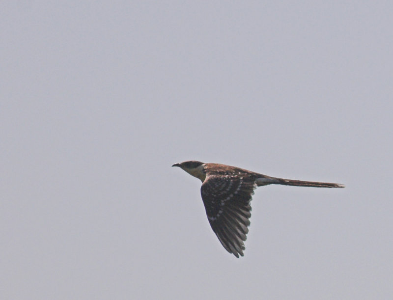 Kuifkoekoek- Great Spotted Cucoo