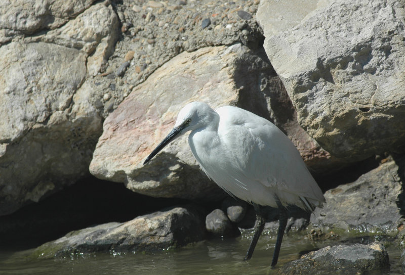 Kleine Zilverreiger/Litle Egret - Camargue 25 maart 2008