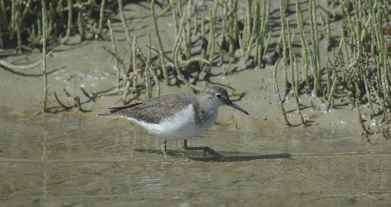 Oeverloper/Common Sandpiper - Camargue 25 maart 2008