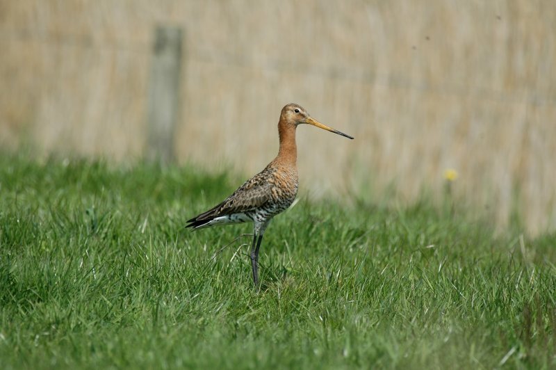 Grutto/Black - Tailed Godwit Uitkerke 3 mei 2008
