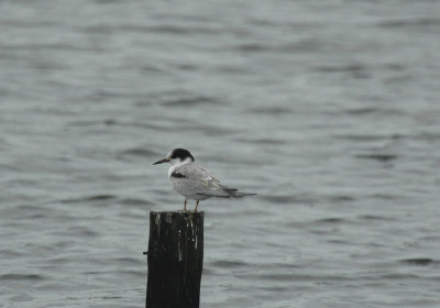 Visdief/ Common Tern Zeebrugge 11 augustus 2008