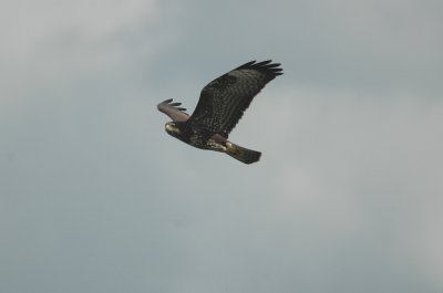Buizerd/Buzzard Oorderen 14 augustus 2008