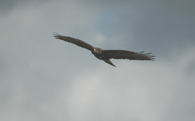 Buizerd/Buzzard Oorderen 14 augustus 2008