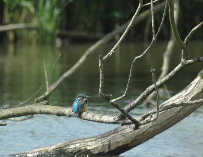 Ijsvogel/Kingfisher Oorderen 14 augustus 2008