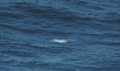 Sunfish/Maanvis 19 augustus 2008