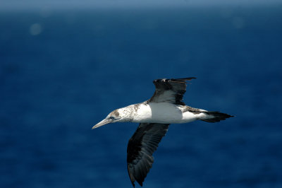 Gannet/Jan Van Gent 19 augustus 2008