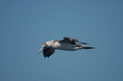 Gannet/Jan Van Gent 19 augustus 2008