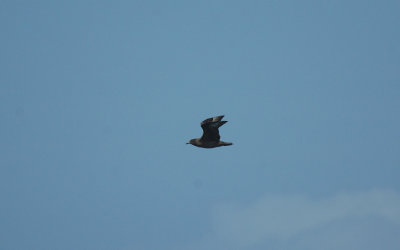 Great Skua/Grote Jager 20 augustus 2008
