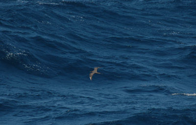 Long -tailed or Artic Skua/Kleinste of kleine Jager 20 augustus 2008