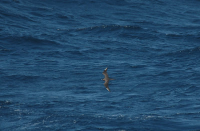 Artic of Long - tailed Skua/Kleine of kleinste Jager 20 augustus 2008