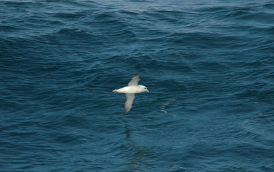 Fulmar/Noordse Stormvogel 20 augustus 2008