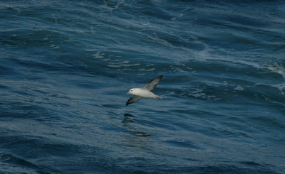 Fulmar/Noordse Stormvogel 20 augustus 2008